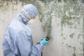 Why You Should Choose Our Mold Remediation Services in Blackhawk, CA